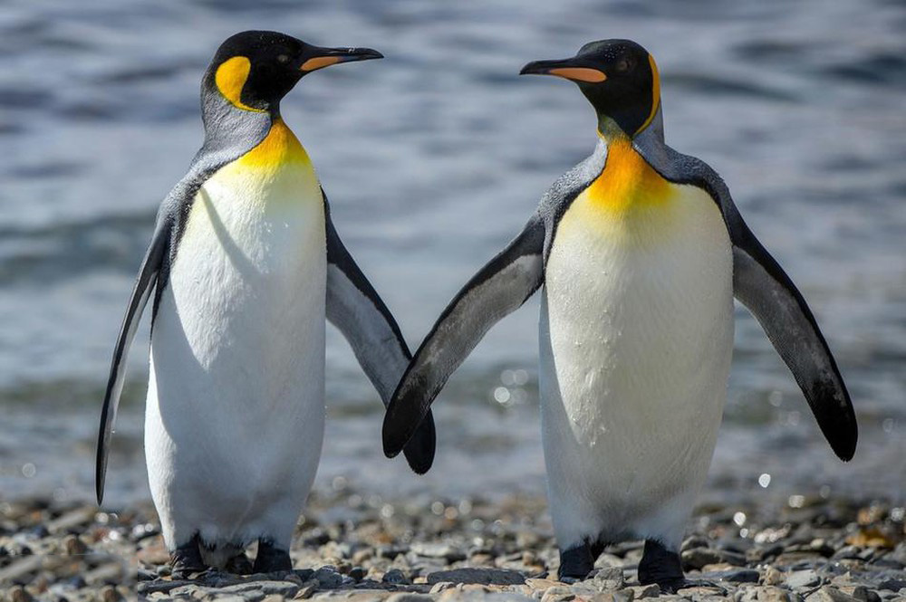 Tổng hợp các hình ảnh về chim cánh cụt dễ thương – Đặc điểm của loài chim cánh cụt - [Kích thước hình ảnh: 1000x665 px]