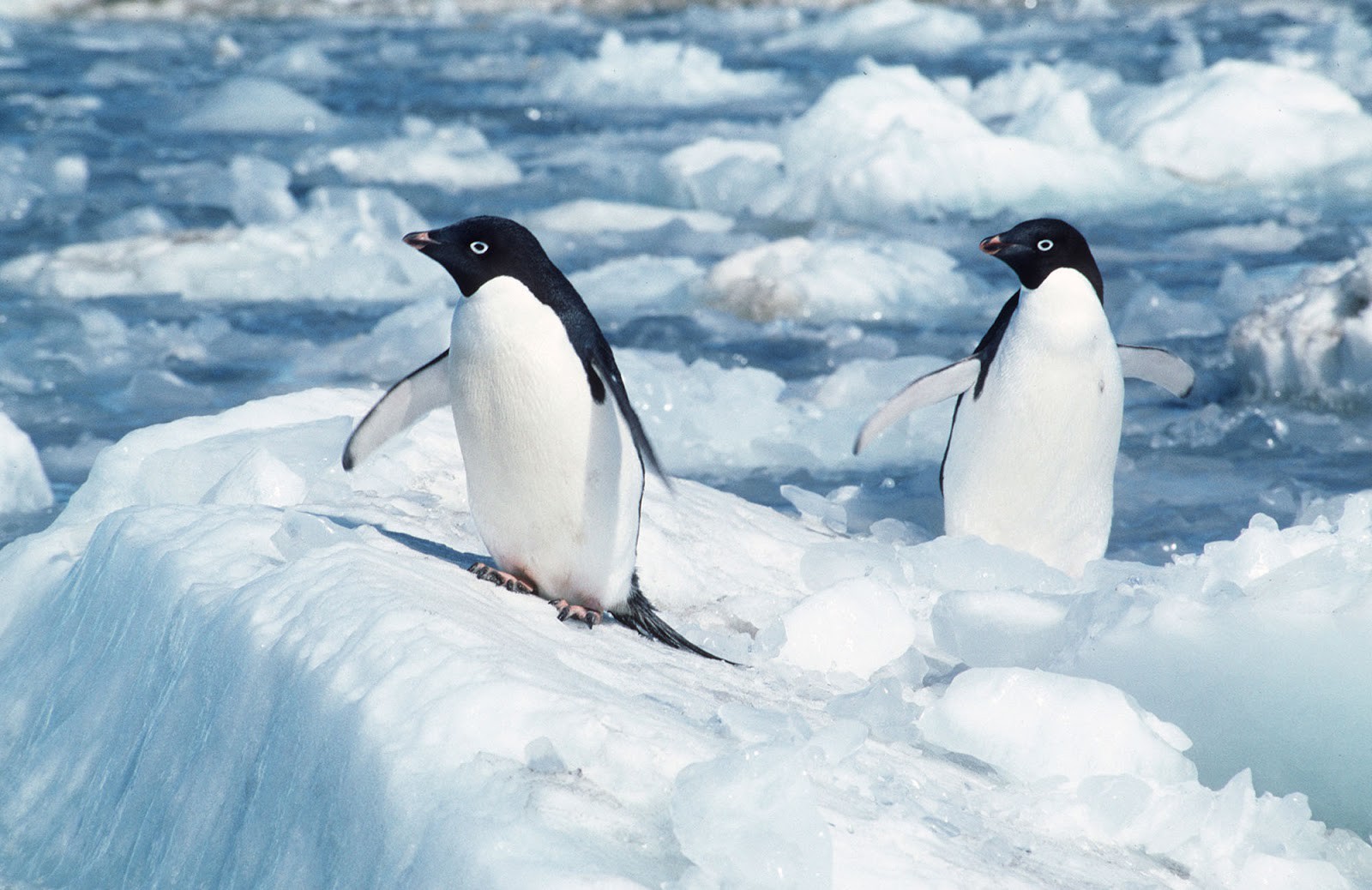 Tổng hợp các hình ảnh về chim cánh cụt dễ thương – Đặc điểm của loài chim cánh cụt - [Kích thước hình ảnh: 1600x1038 px]