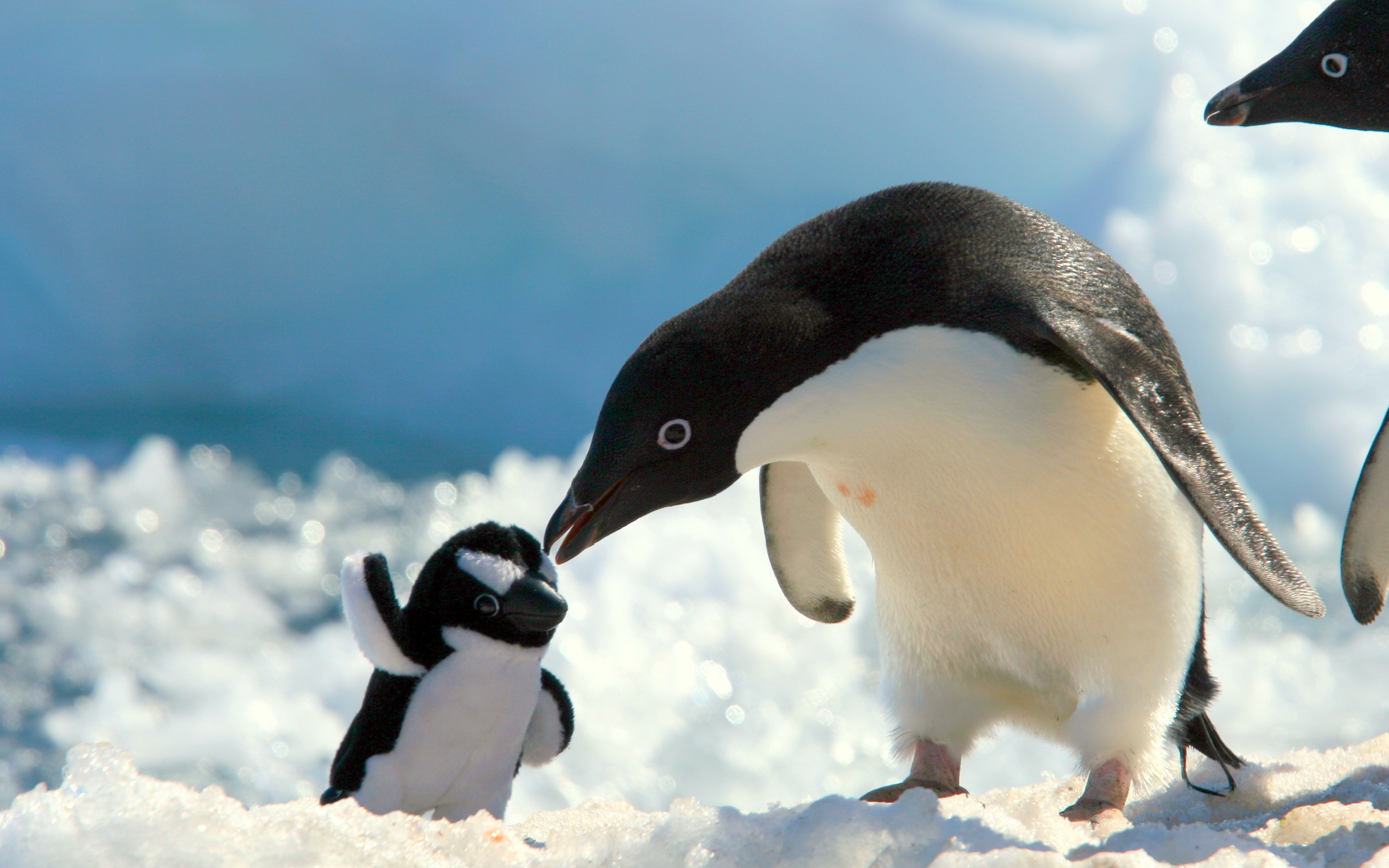 Tổng hợp các hình ảnh về chim cánh cụt dễ thương – Đặc điểm của loài chim cánh cụt - [Kích thước hình ảnh: 2560x1600 px]
