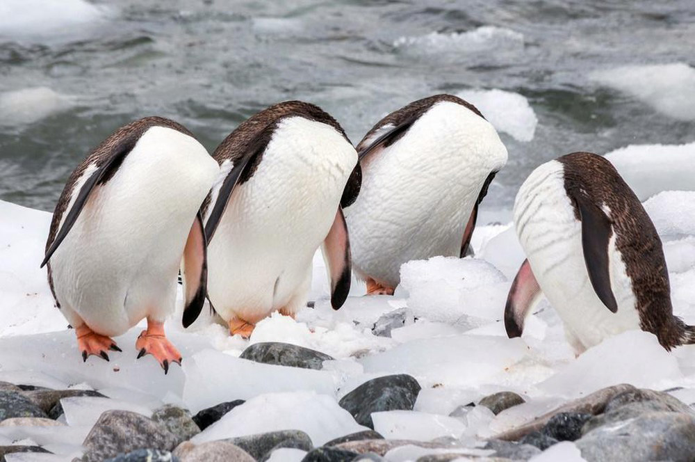 Tổng hợp các hình ảnh về chim cánh cụt dễ thương – Đặc điểm của loài chim cánh cụt - [Kích thước hình ảnh: 1000x664 px]
