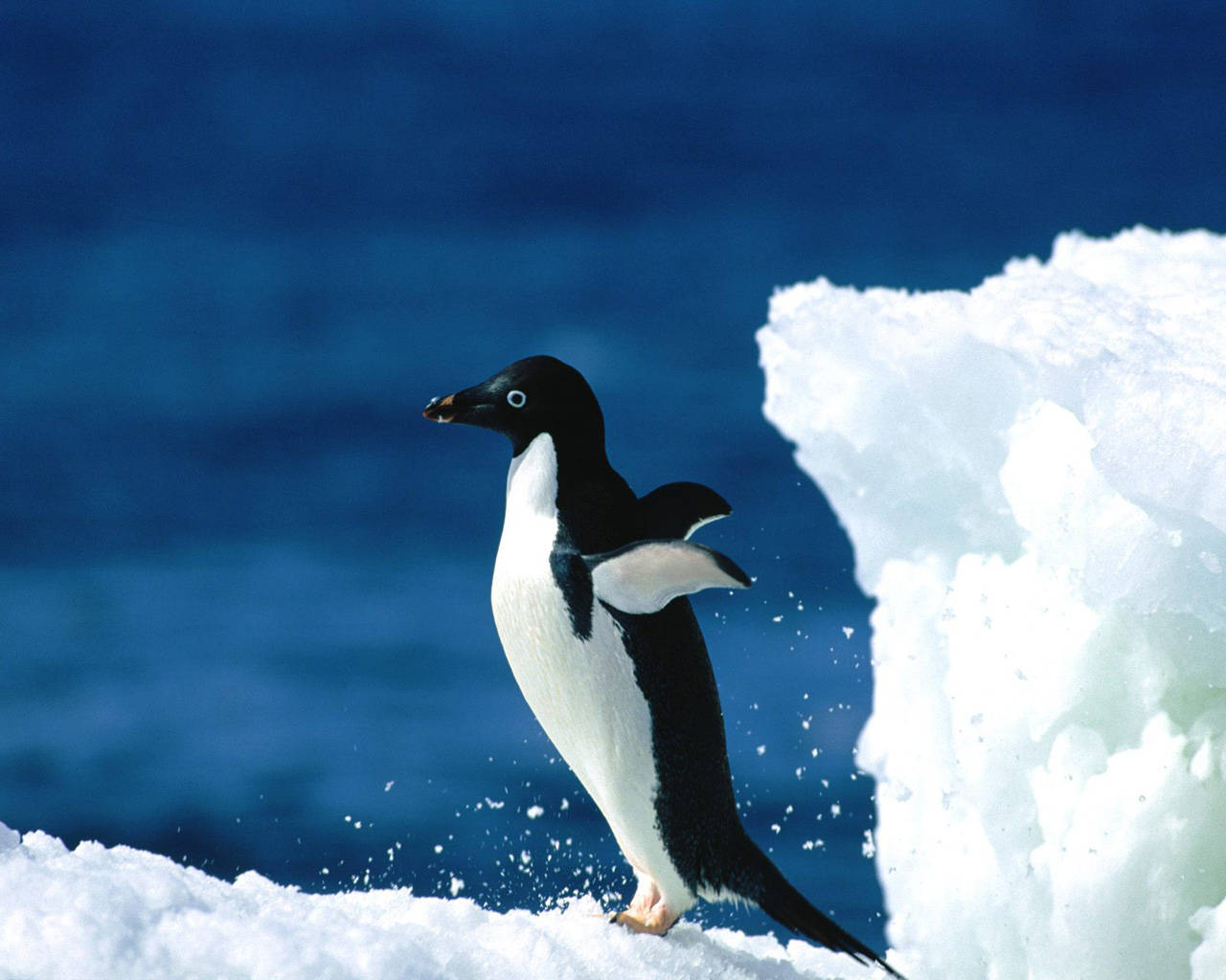 Tổng hợp các hình ảnh về chim cánh cụt dễ thương – Đặc điểm của loài chim cánh cụt - [Kích thước hình ảnh: 1280x1024 px]