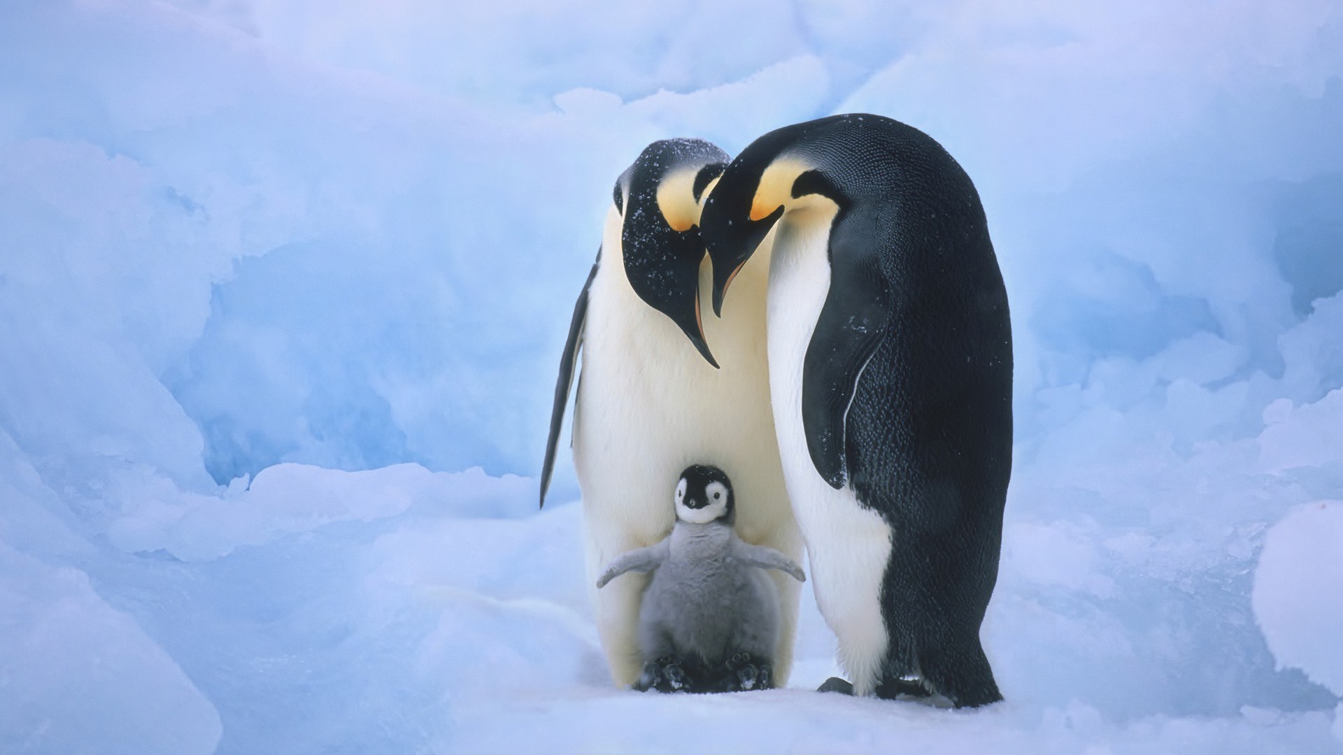 Tổng hợp các hình ảnh về chim cánh cụt dễ thương – Đặc điểm của loài chim cánh cụt - [Kích thước hình ảnh: 1920x1080 px]