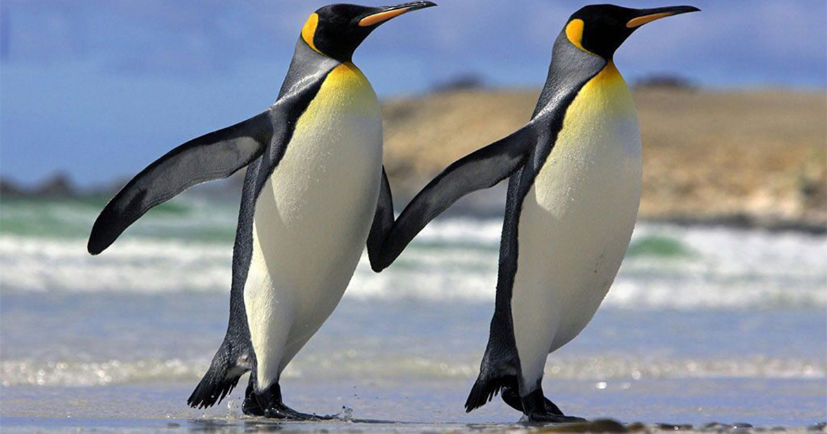 Tổng hợp các hình ảnh về chim cánh cụt dễ thương – Đặc điểm của loài chim cánh cụt - [Kích thước hình ảnh: 1200x630 px]