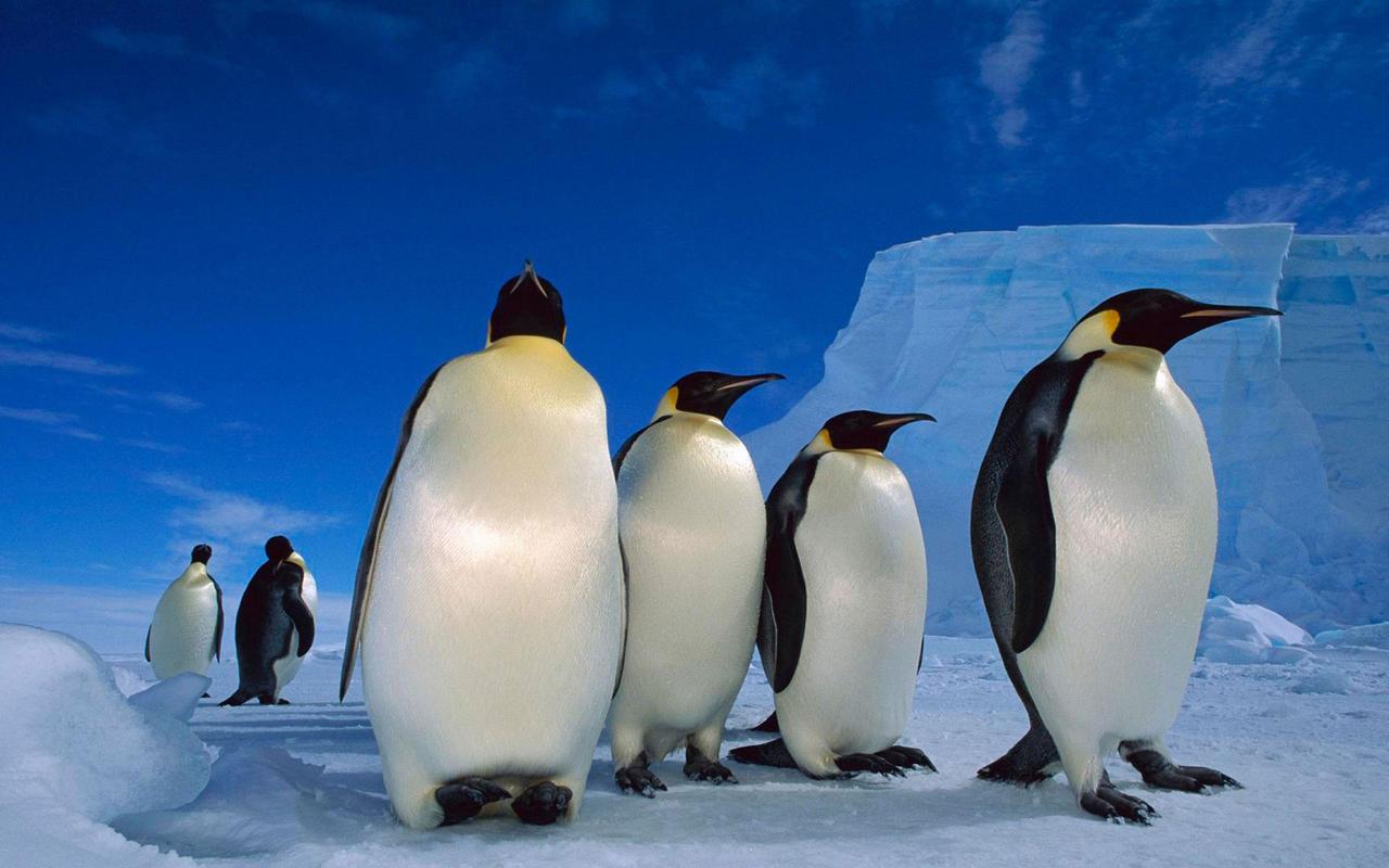 Tổng hợp các hình ảnh về chim cánh cụt dễ thương – Đặc điểm của loài chim cánh cụt - [Kích thước hình ảnh: 1280x800 px]