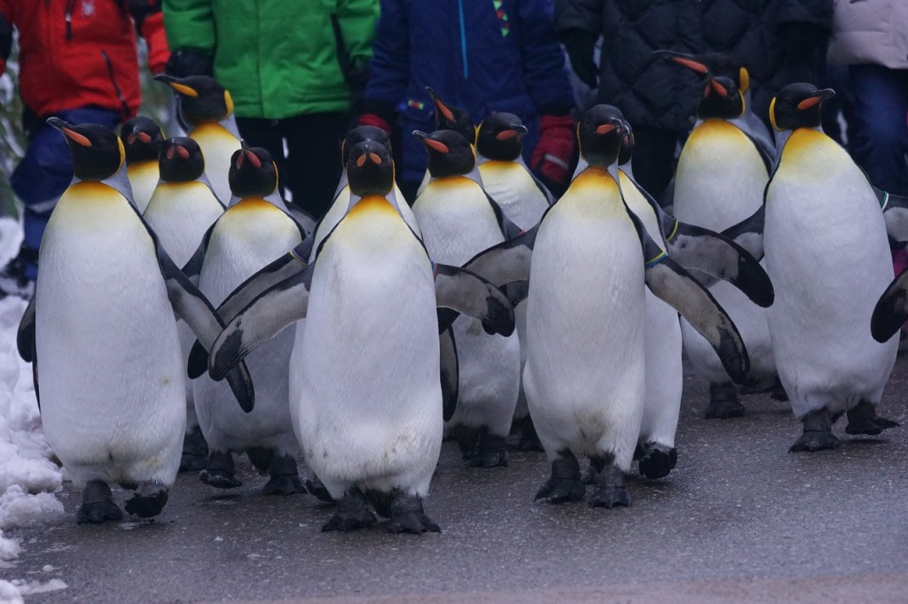 Tổng hợp các hình ảnh về chim cánh cụt dễ thương – Đặc điểm của loài chim cánh cụt - [Kích thước hình ảnh: 1024x682 px]