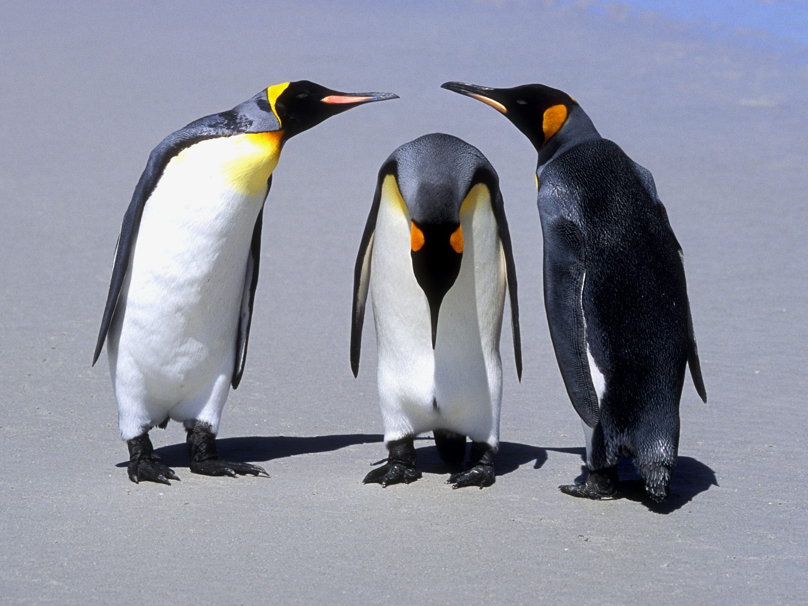 Tổng hợp các hình ảnh về chim cánh cụt dễ thương – Đặc điểm của loài chim cánh cụt - [Kích thước hình ảnh: 1600x1200 px]