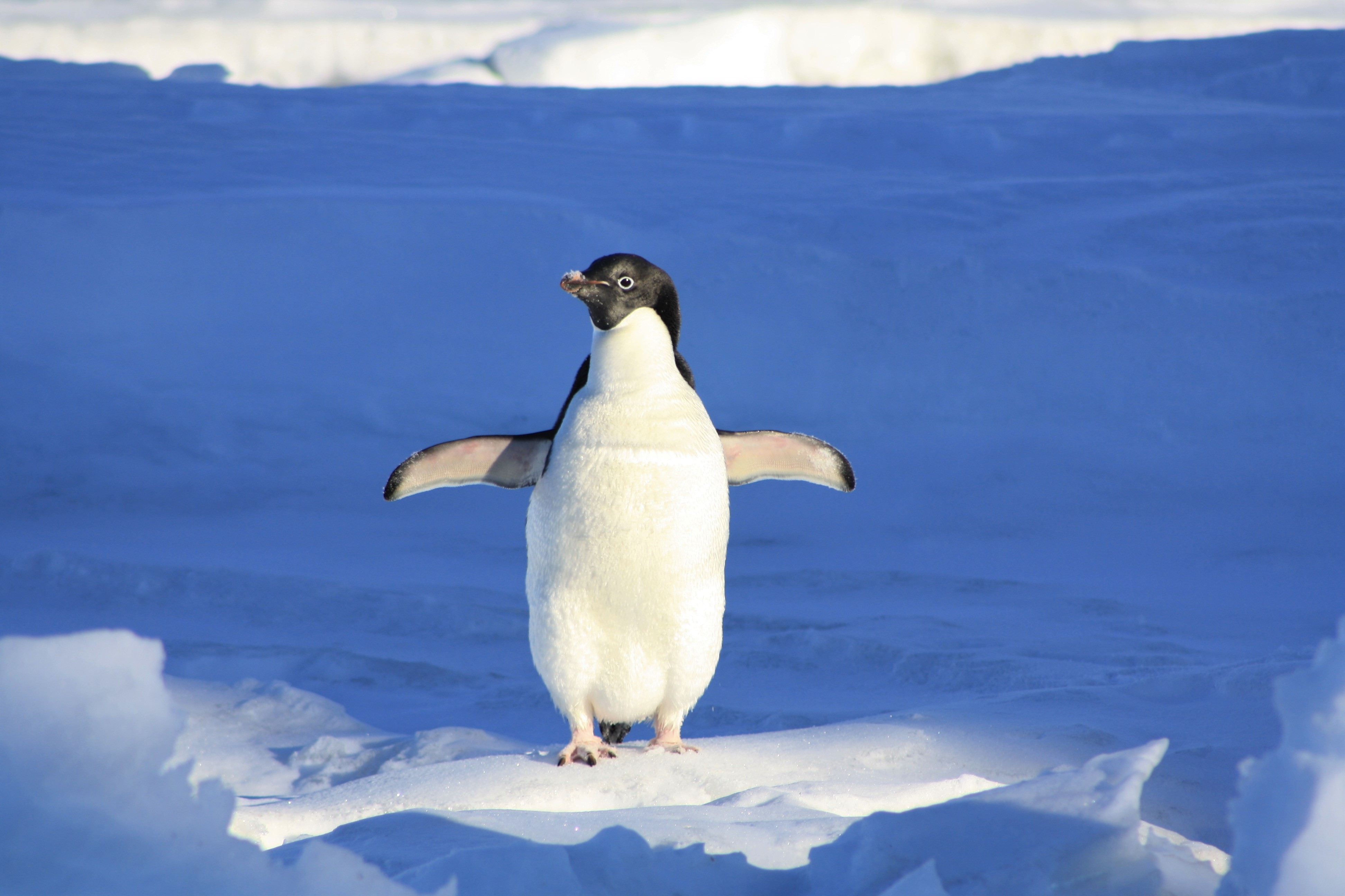 Tổng hợp các hình ảnh về chim cánh cụt dễ thương – Đặc điểm của loài chim cánh cụt - [Kích thước hình ảnh: 3888x2592 px]