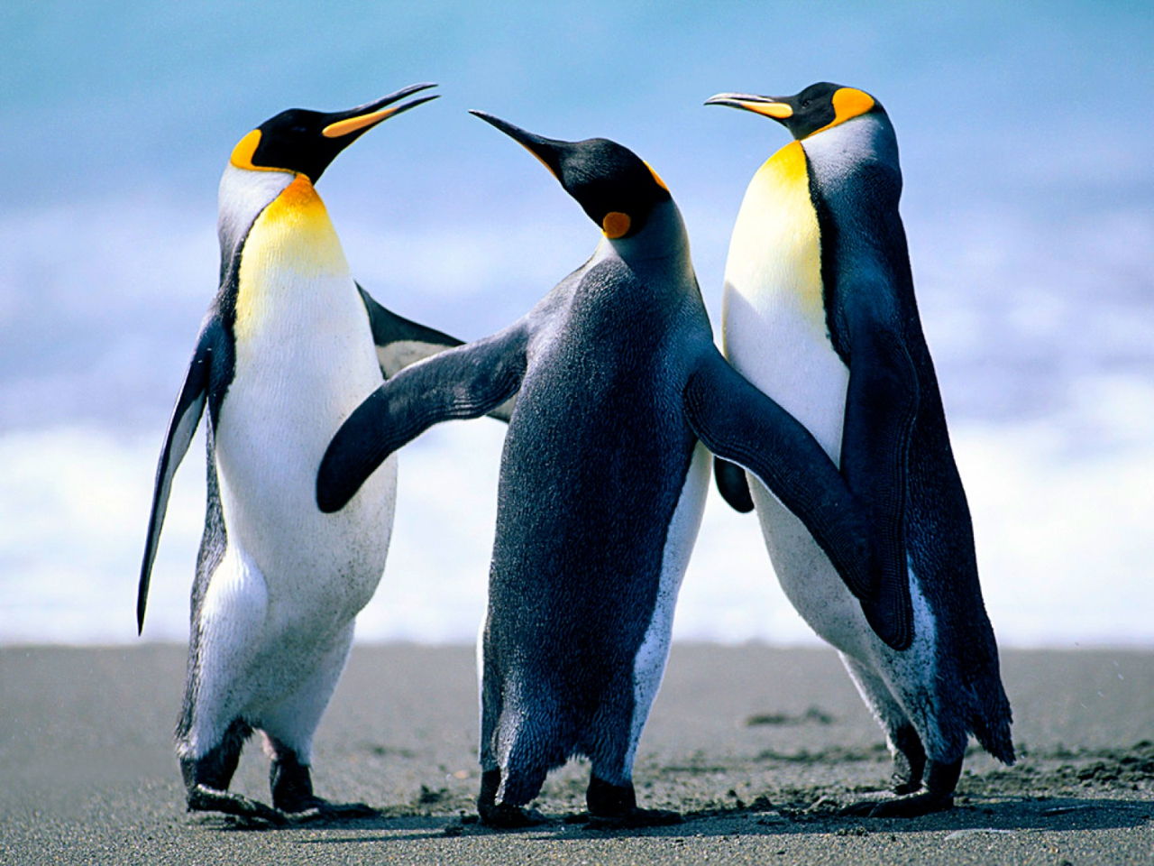Tổng hợp các hình ảnh về chim cánh cụt dễ thương – Đặc điểm của loài chim cánh cụt - [Kích thước hình ảnh: 1280x960 px]