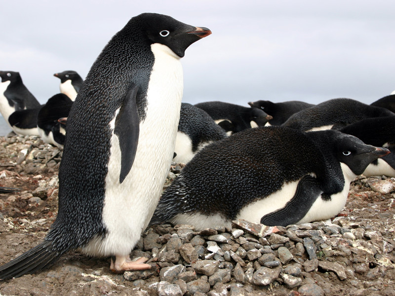 Tổng hợp các hình ảnh về chim cánh cụt dễ thương – Đặc điểm của loài chim cánh cụt - [Kích thước hình ảnh: 800x600 px]