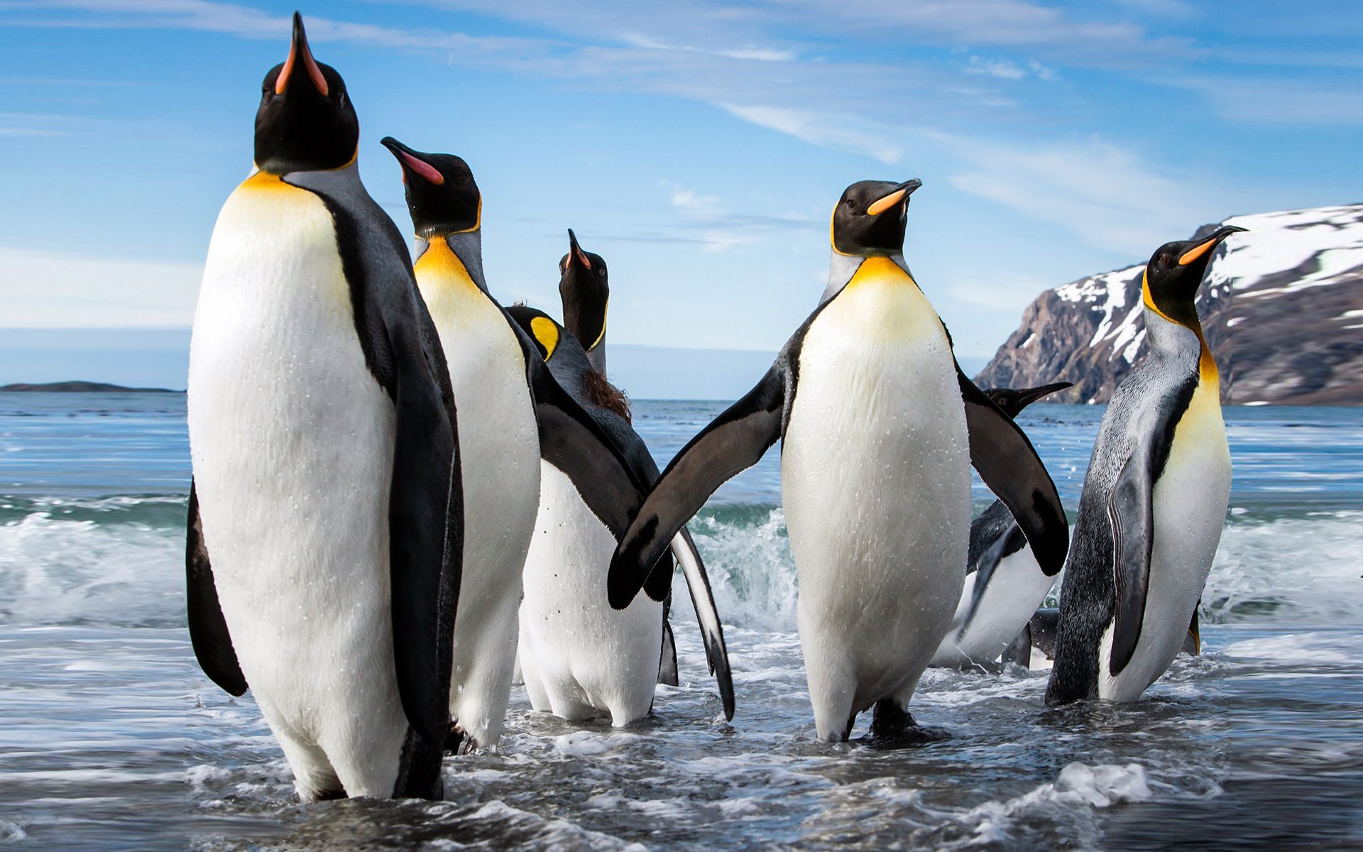 Tổng hợp các hình ảnh về chim cánh cụt dễ thương – Đặc điểm của loài chim cánh cụt - [Kích thước hình ảnh: 1920x1200 px]