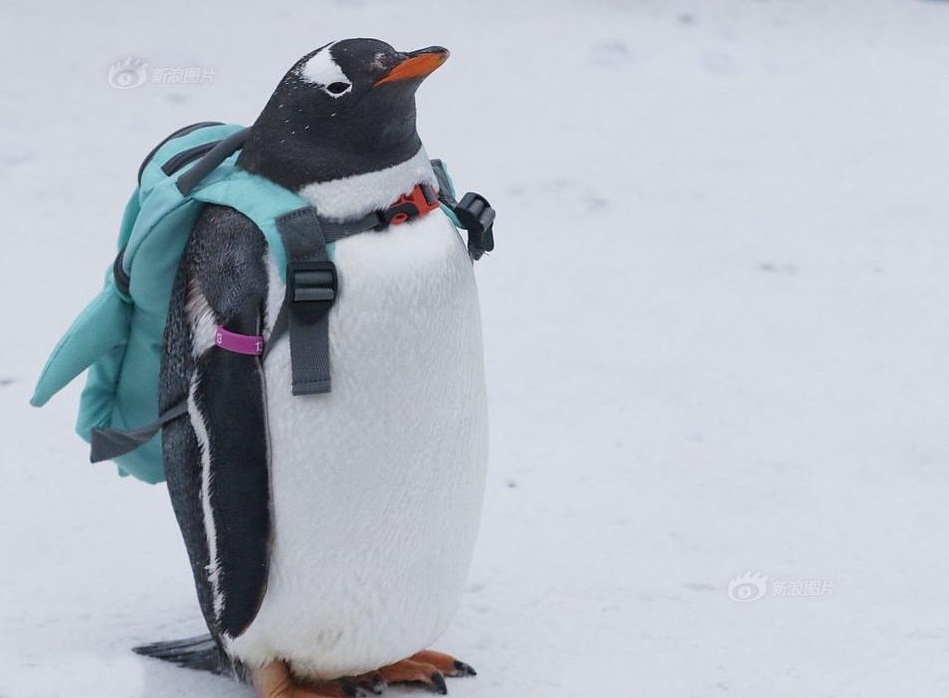 Tổng hợp các hình ảnh về chim cánh cụt dễ thương – Đặc điểm của loài chim cánh cụt - [Kích thước hình ảnh: 949x698 px]