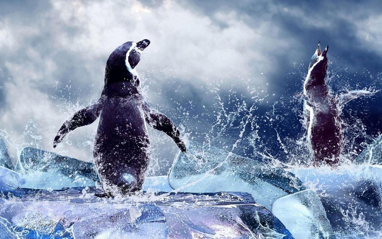Tổng hợp các hình ảnh về chim cánh cụt dễ thương – Đặc điểm của loài chim cánh cụt - [Kích thước hình ảnh: 1280x800 px]