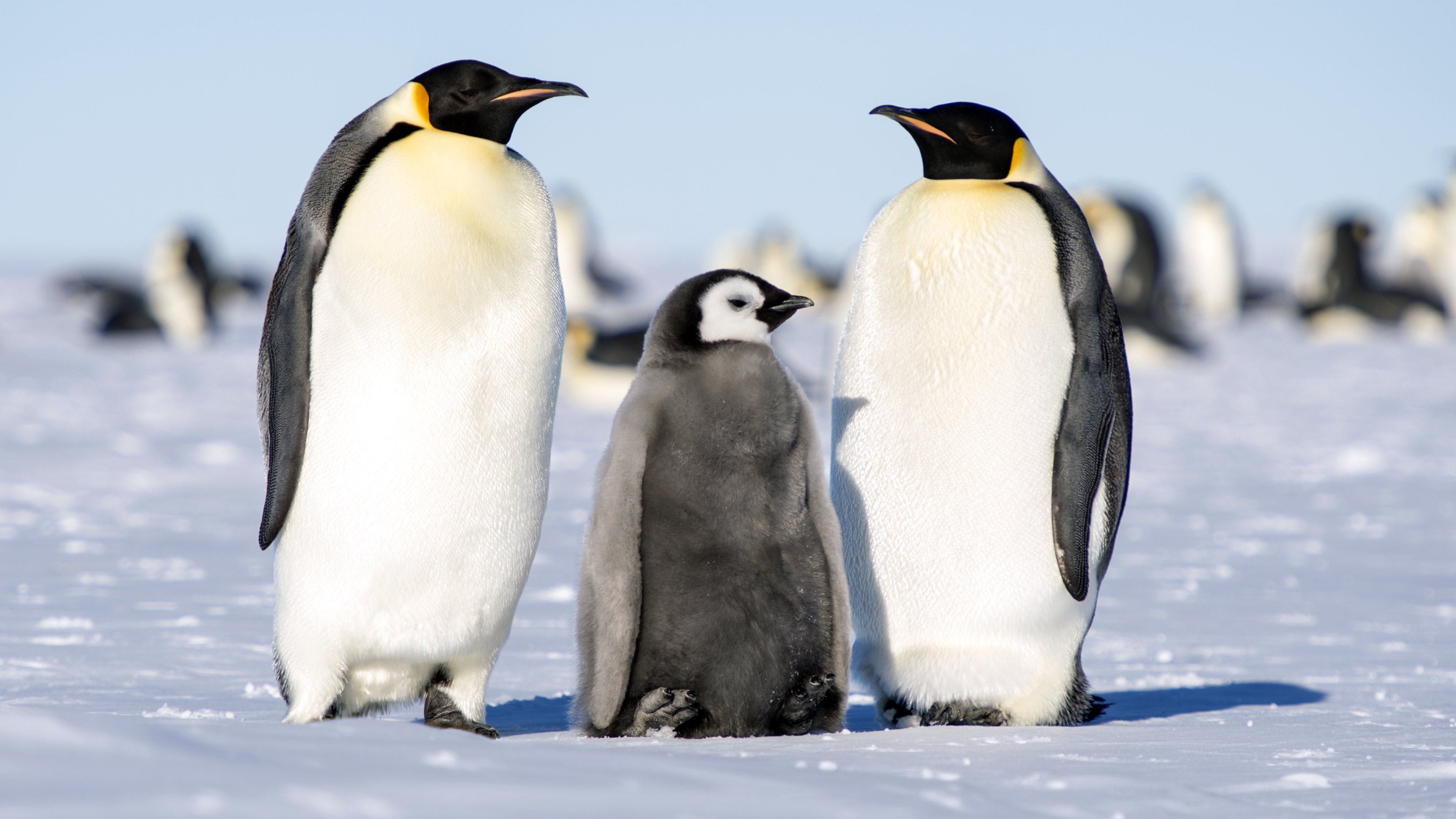 Tổng hợp các hình ảnh về chim cánh cụt dễ thương – Đặc điểm của loài chim cánh cụt - [Kích thước hình ảnh: 3840x2160 px]