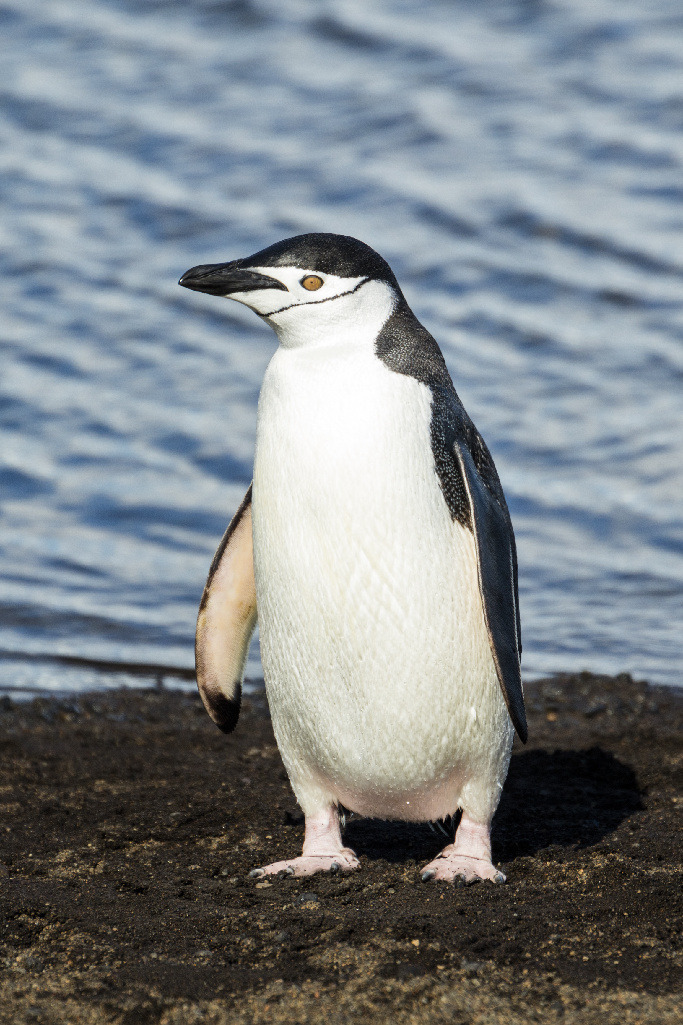 Tổng hợp các hình ảnh về chim cánh cụt dễ thương – Đặc điểm của loài chim cánh cụt - [Kích thước hình ảnh: 2312x3468 px]