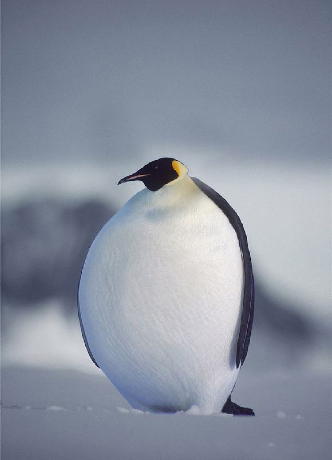 Tổng hợp các hình ảnh về chim cánh cụt dễ thương – Đặc điểm của loài chim cánh cụt - [Kích thước hình ảnh: 1155x1600 px]