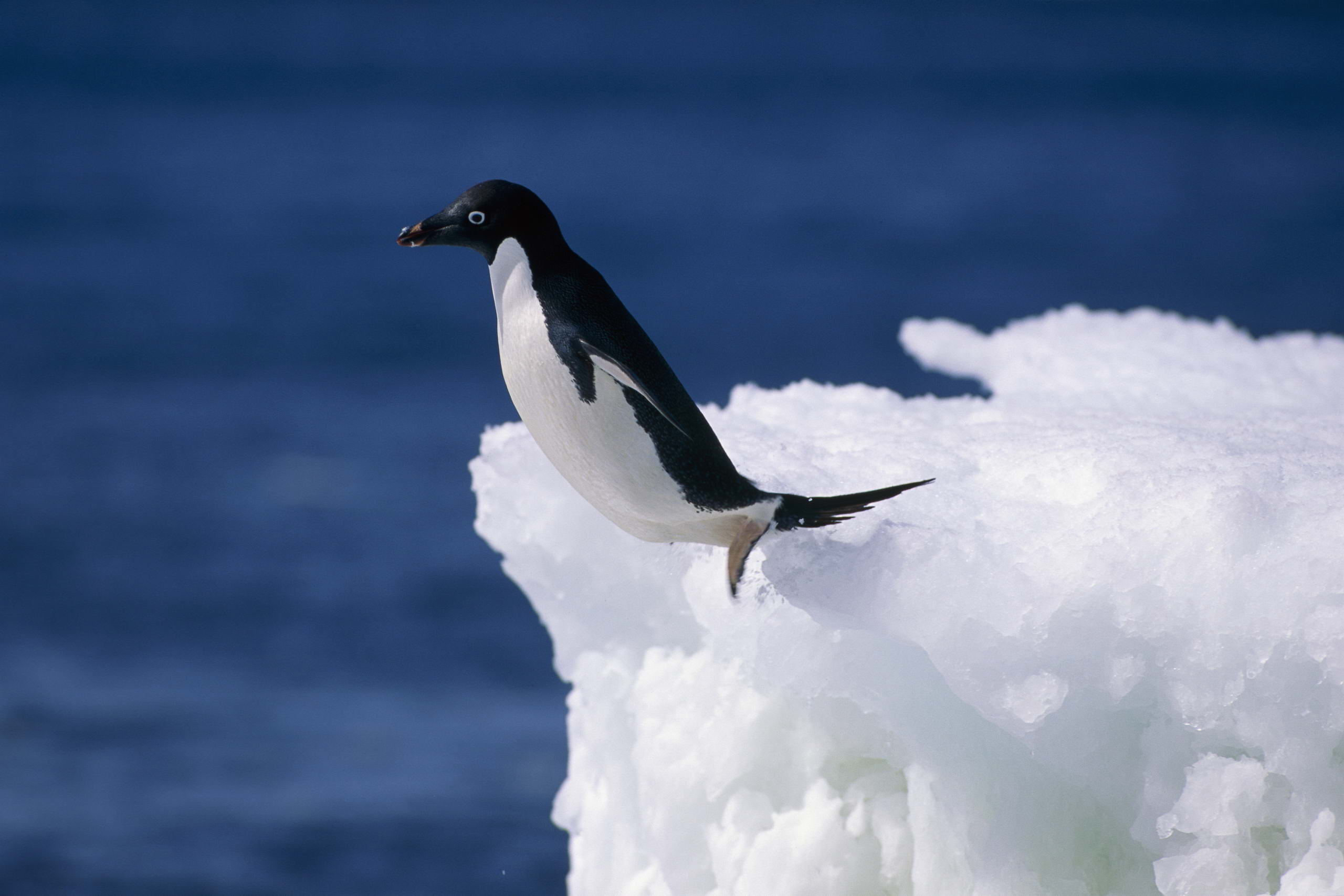Tổng hợp các hình ảnh về chim cánh cụt dễ thương – Đặc điểm của loài chim cánh cụt - [Kích thước hình ảnh: 2560x1707 px]