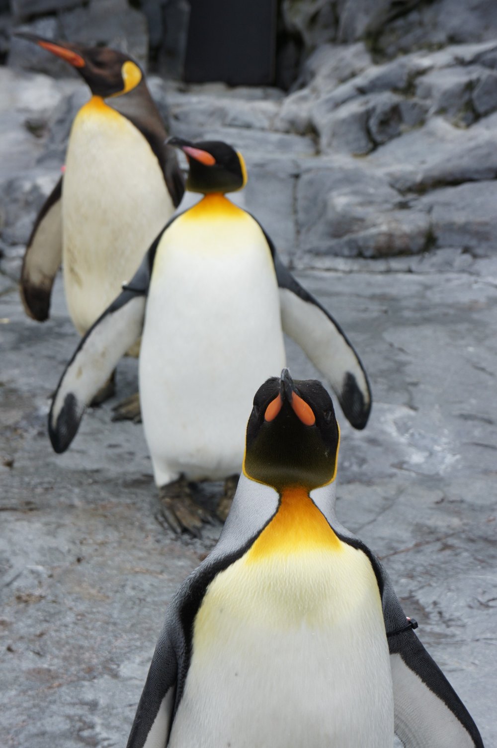 Tổng hợp các hình ảnh về chim cánh cụt dễ thương – Đặc điểm của loài chim cánh cụt - [Kích thước hình ảnh: 1000x1505 px]