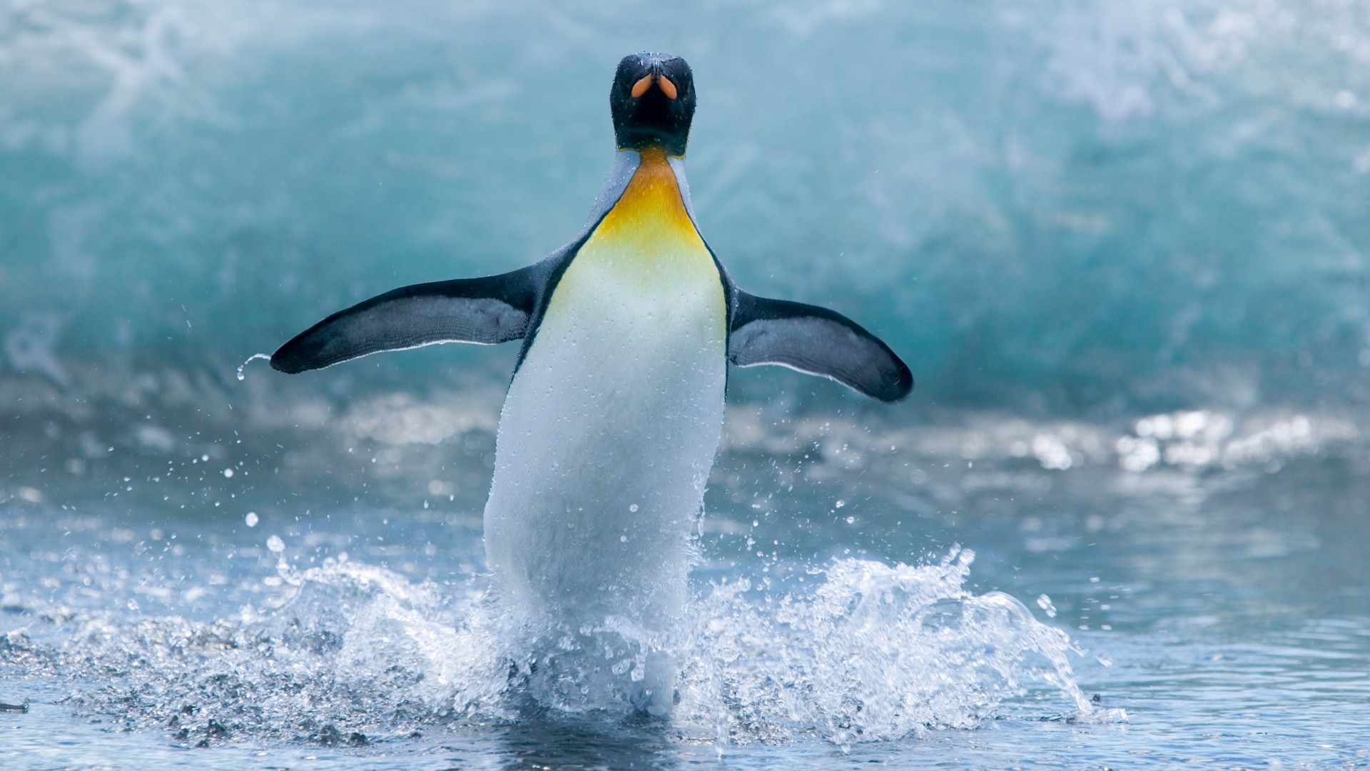 Tổng hợp các hình ảnh về chim cánh cụt dễ thương – Đặc điểm của loài chim cánh cụt - [Kích thước hình ảnh: 1920x1080 px]