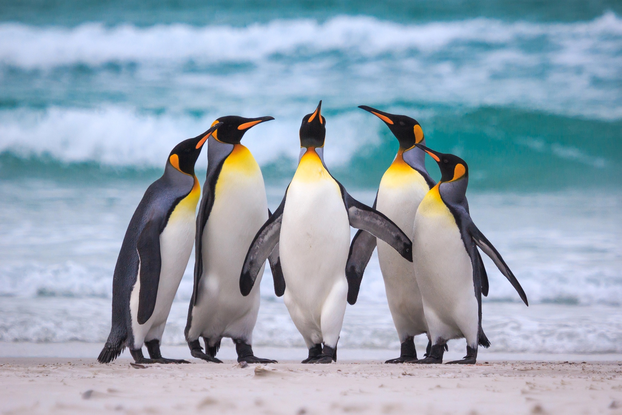 Tổng hợp các hình ảnh về chim cánh cụt dễ thương – Đặc điểm của loài chim cánh cụt - [Kích thước hình ảnh: 2048x1366 px]