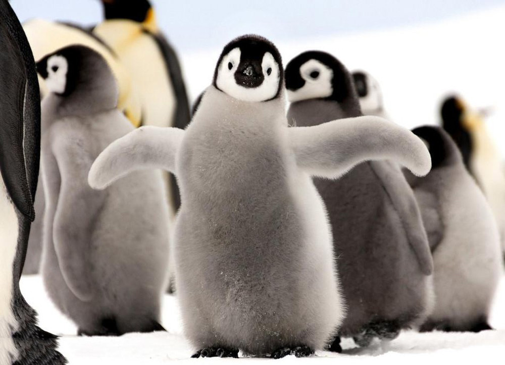 Tổng hợp các hình ảnh về chim cánh cụt dễ thương – Đặc điểm của loài chim cánh cụt - [Kích thước hình ảnh: 1000x723 px]