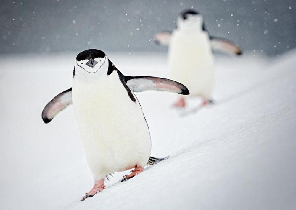 Tổng hợp các hình ảnh về chim cánh cụt dễ thương – Đặc điểm của loài chim cánh cụt - [Kích thước hình ảnh: 1000x712 px]