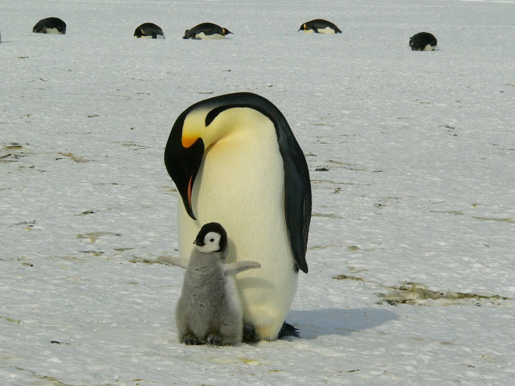 Tổng hợp các hình ảnh về chim cánh cụt dễ thương – Đặc điểm của loài chim cánh cụt - [Kích thước hình ảnh: 1024x768 px]