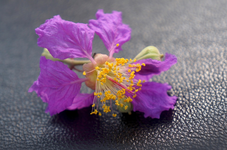 Top những hình ảnh đẹp ý nghĩa về hoa bằng lăng tím mê lòng người - [Kích thước hình ảnh: 960x637 px]