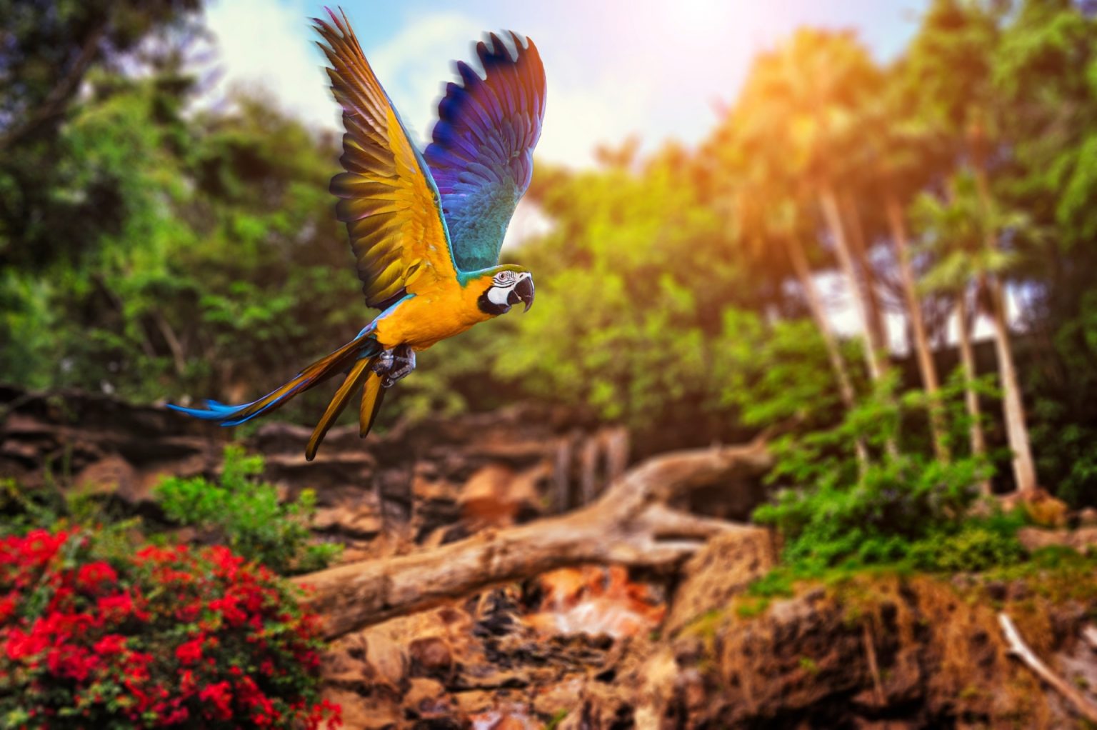 Tổng hợp hình ảnh chim Vẹt đẹp nhất - [Kích thước hình ảnh: 1536x1022 px]
