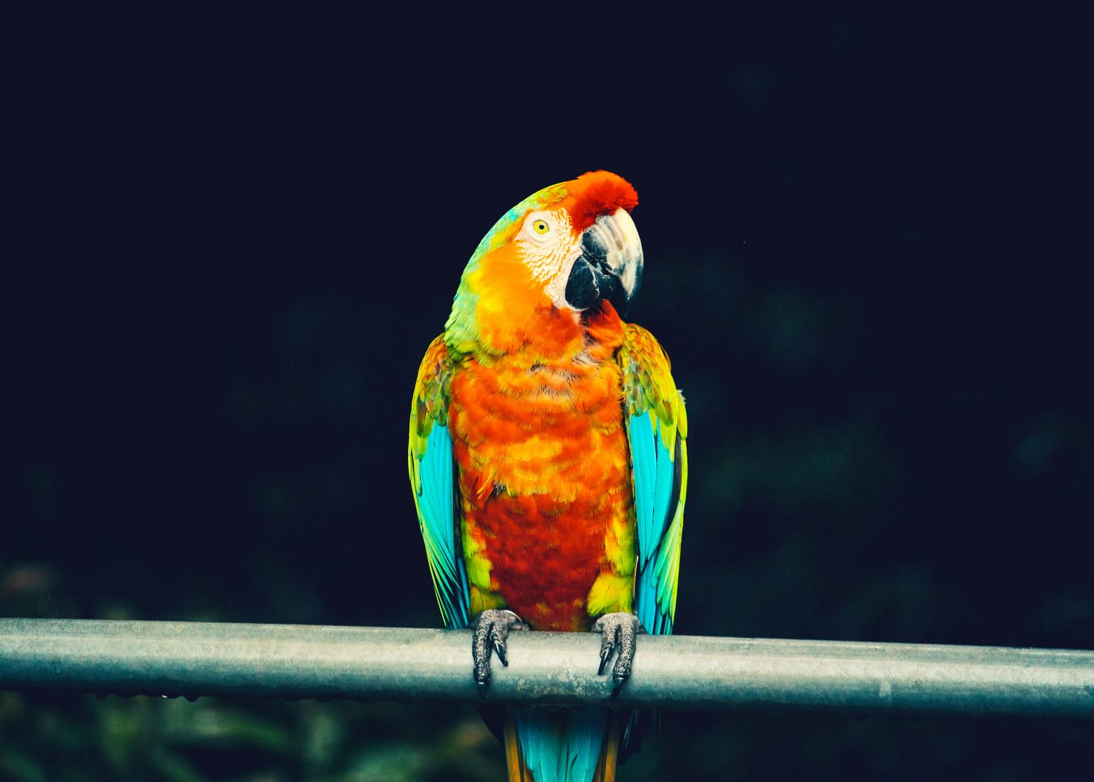 Tổng hợp hình ảnh chim Vẹt đẹp nhất - [Kích thước hình ảnh: 1536x1097 px]
