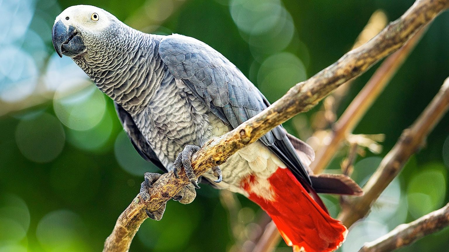 Tổng hợp hình ảnh chim Vẹt đẹp nhất - [Kích thước hình ảnh: 1536x864 px]