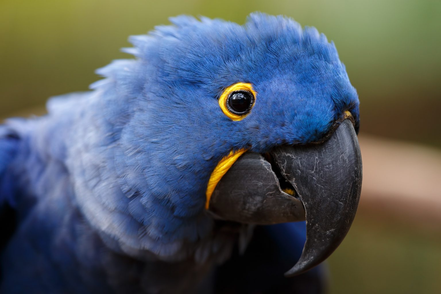 Tổng hợp hình ảnh chim Vẹt đẹp nhất - [Kích thước hình ảnh: 1536x1024 px]