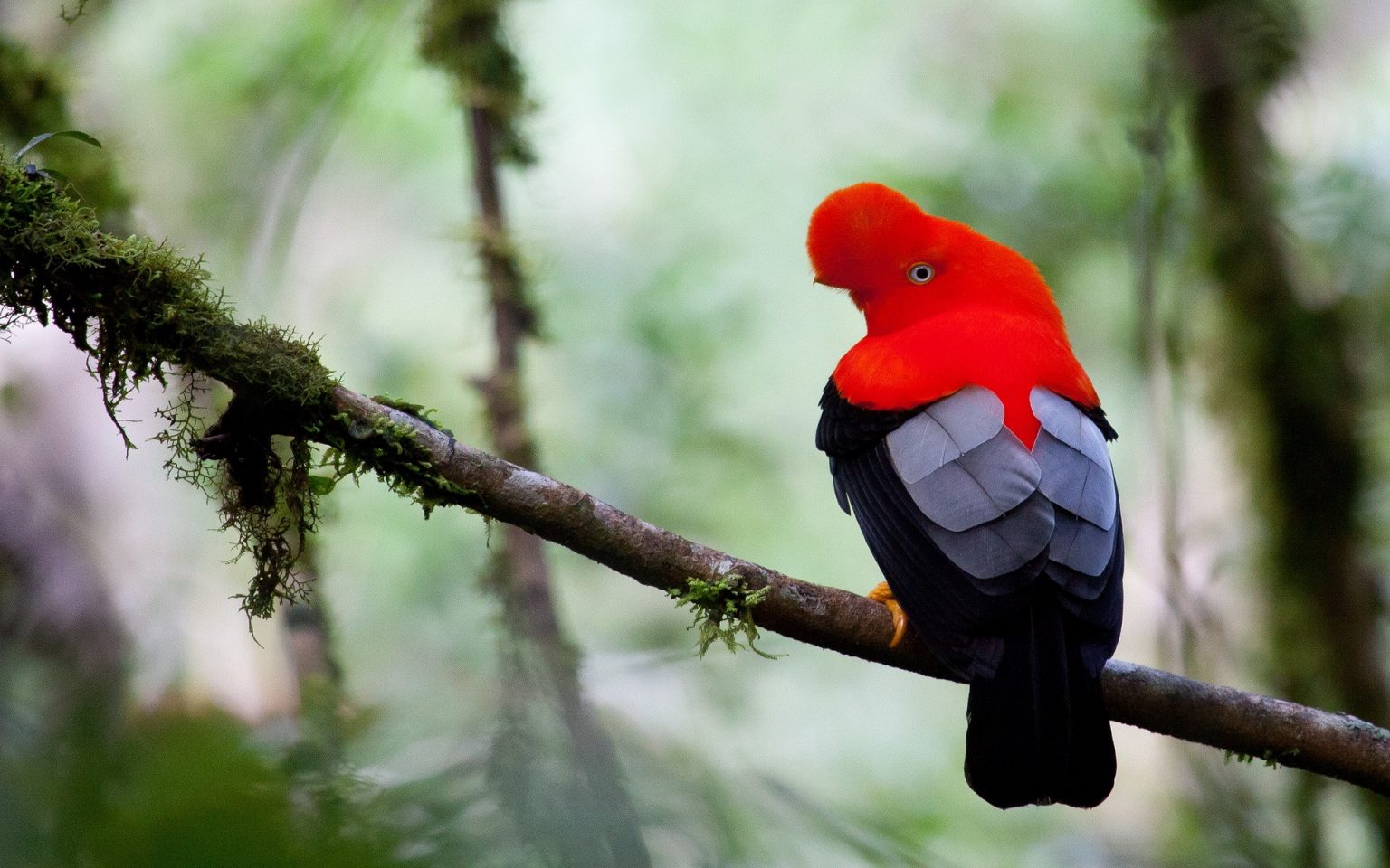 Tổng hợp hình ảnh chim Vẹt đẹp nhất - [Kích thước hình ảnh: 1536x960 px]