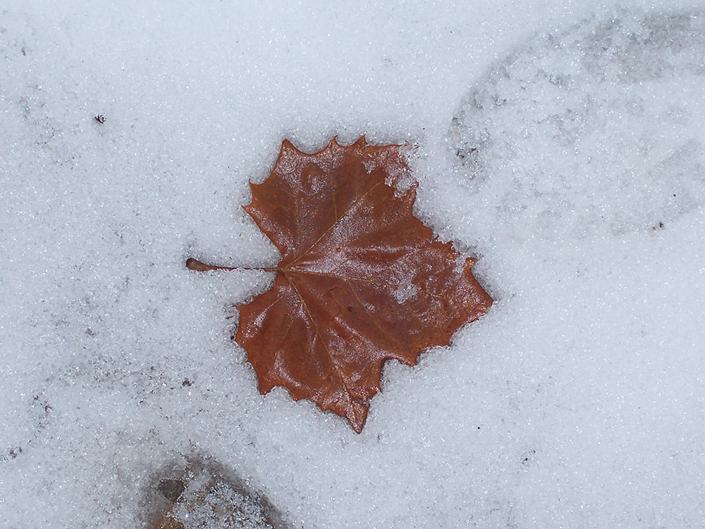 Top 50 hình ảnh phong cảnh mùa đông làm hình nền đẹp - [Kích thước hình ảnh: 1000x750 px]