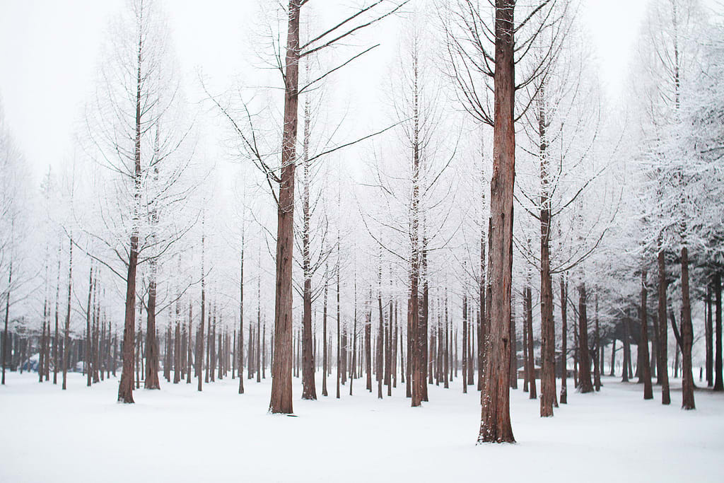Top 50 hình ảnh phong cảnh mùa đông làm hình nền đẹp - [Kích thước hình ảnh: 1024x683 px]
