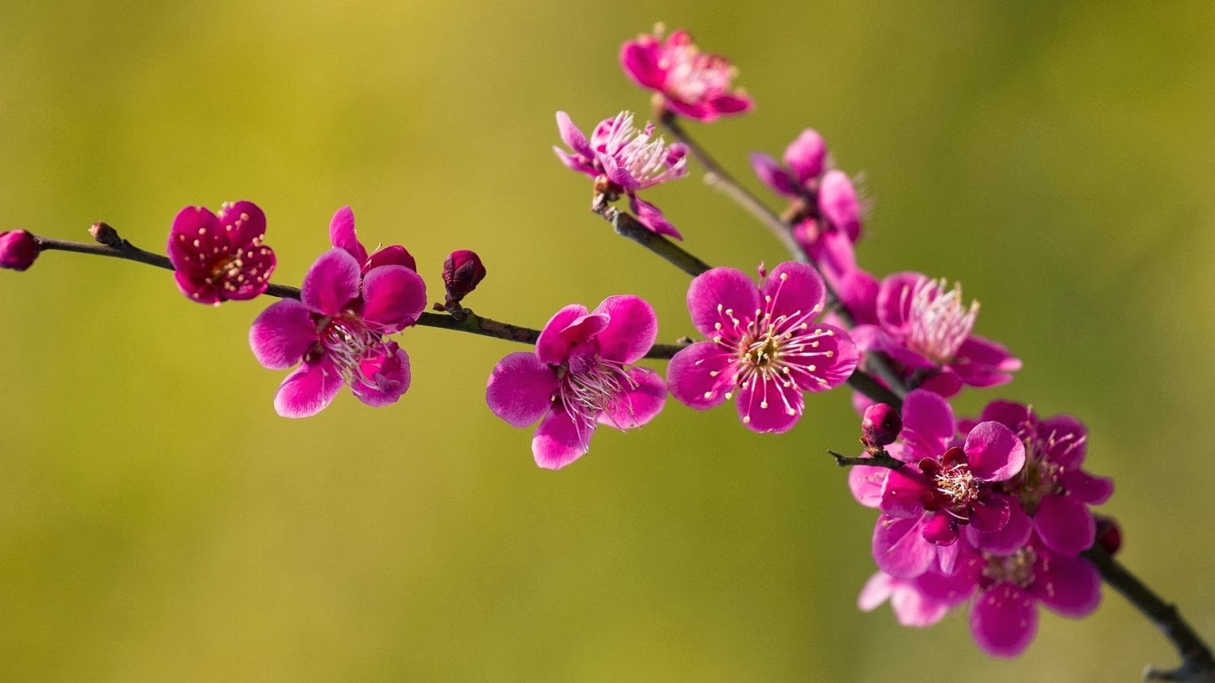 Hình nền hoa mùa xuân đẹp làm nao lòng người - [Kích thước hình ảnh: 1366x768 px]