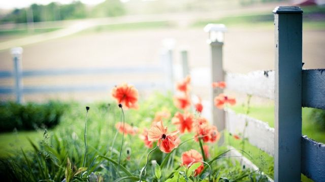 Hình nền hoa mùa xuân đẹp làm nao lòng người - [Kích thước hình ảnh: 640x359 px]