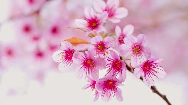 Hình nền hoa mùa xuân đẹp làm nao lòng người - [Kích thước hình ảnh: 736x414 px]