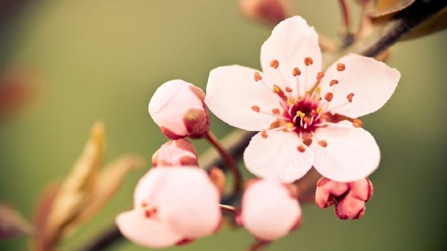 Hình nền hoa mùa xuân đẹp làm nao lòng người - [Kích thước hình ảnh: 640x360 px]