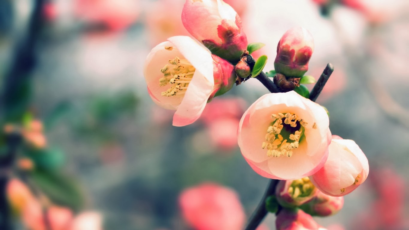 Hình nền hoa mùa xuân đẹp làm nao lòng người - [Kích thước hình ảnh: 1366x768 px]