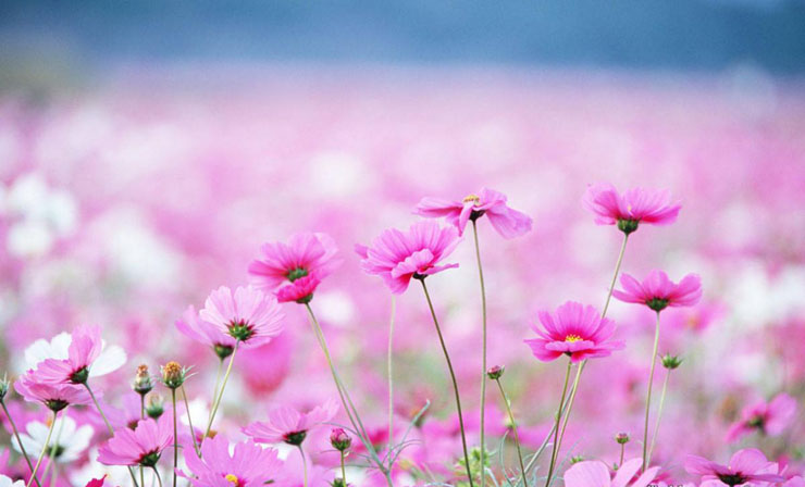Hình nền hoa mùa xuân đẹp làm nao lòng người - [Kích thước hình ảnh: 740x448 px]
