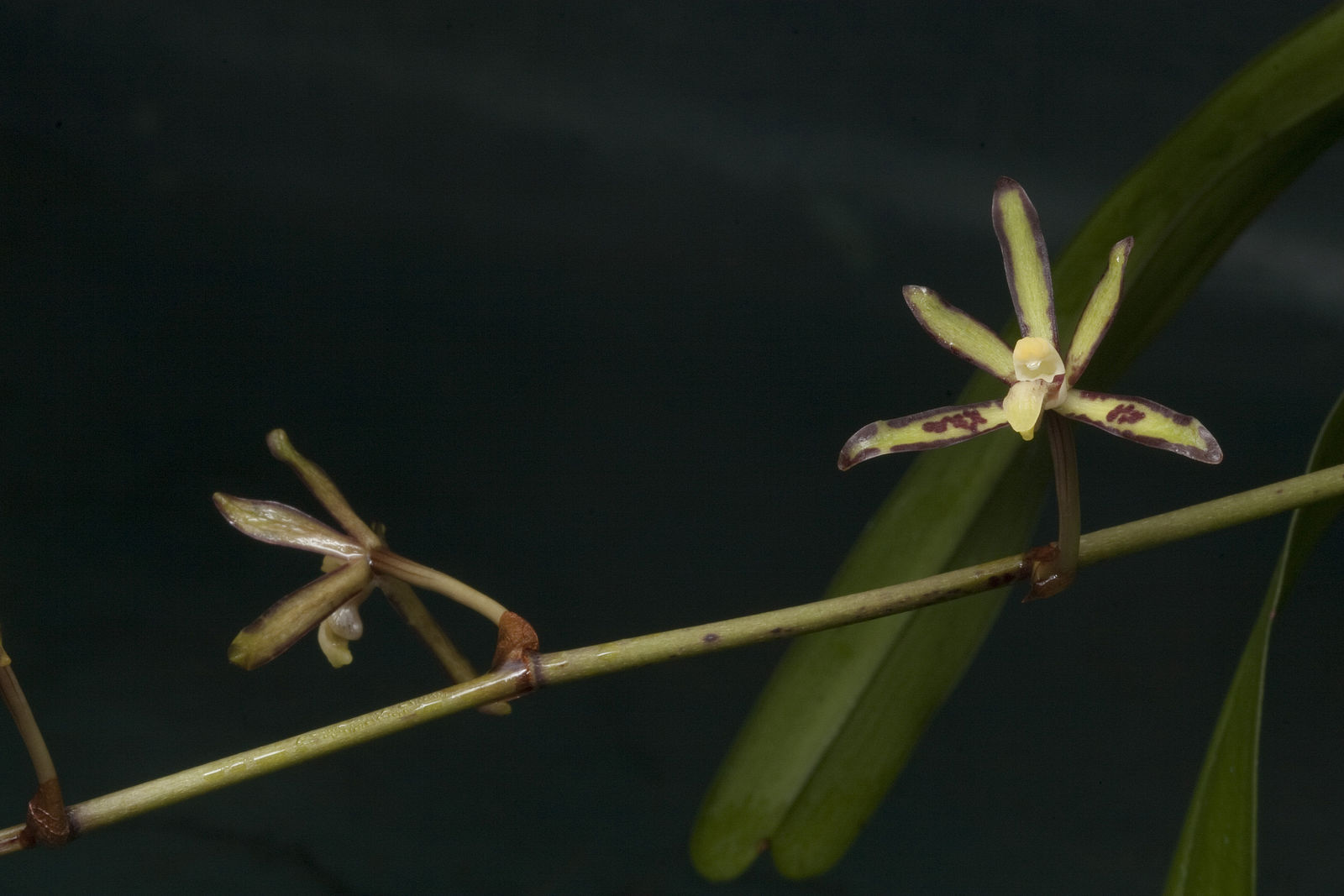 Tổng hợp những hình ảnh đẹp nhất về hoa lan bọ cạp - [Kích thước hình ảnh: 1600x1067 px]