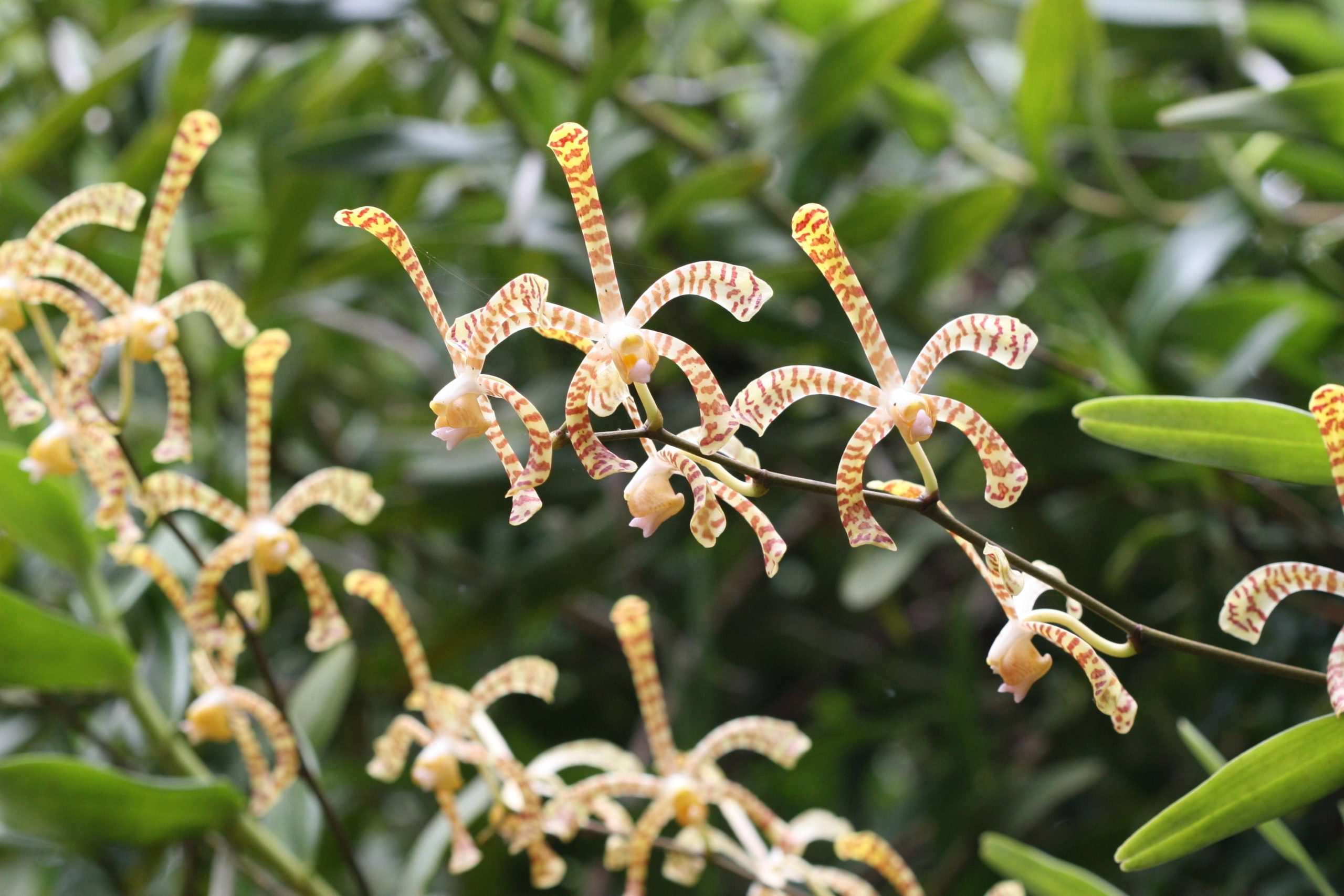 Tổng hợp những hình ảnh đẹp nhất về hoa lan bọ cạp - [Kích thước hình ảnh: 2560x1707 px]
