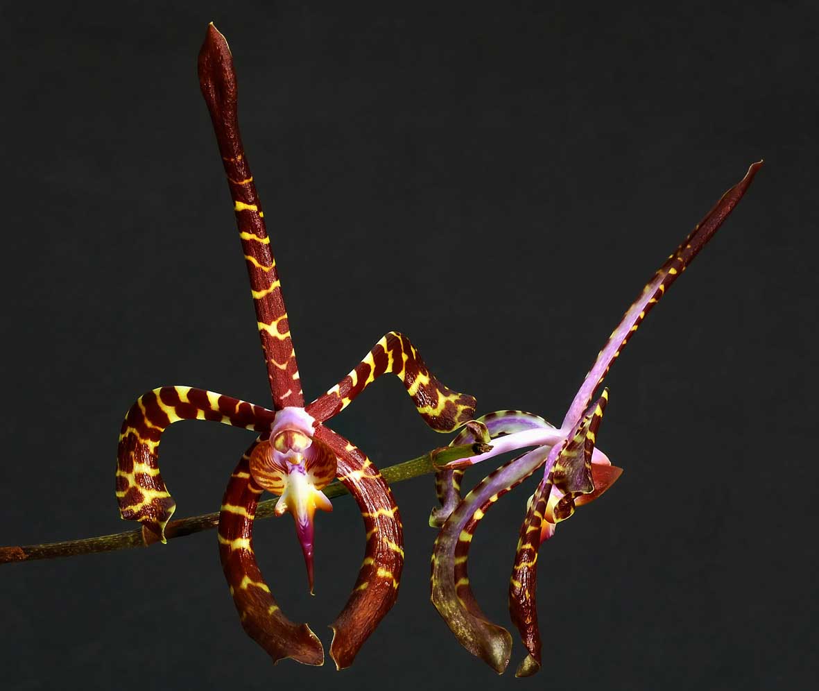 Tổng hợp những hình ảnh đẹp nhất về hoa lan bọ cạp - [Kích thước hình ảnh: 1181x996 px]