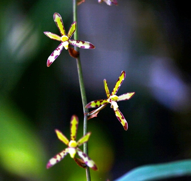 Tổng hợp những hình ảnh đẹp nhất về hoa lan bọ cạp - [Kích thước hình ảnh: 640x605 px]