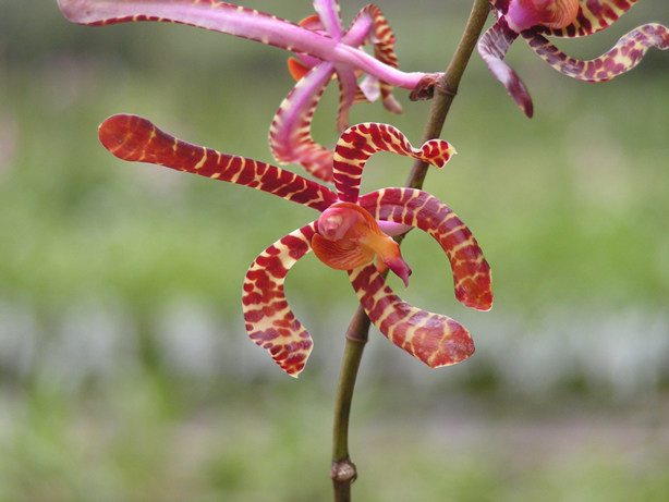 Tổng hợp những hình ảnh đẹp nhất về hoa lan bọ cạp - [Kích thước hình ảnh: 614x461 px]