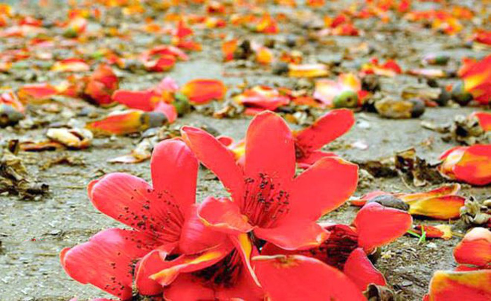 Top 55+ hình ảnh hoa gạo đẹp nhất mang nhiều ý nghĩa - [Kích thước hình ảnh: 1000x614 px]