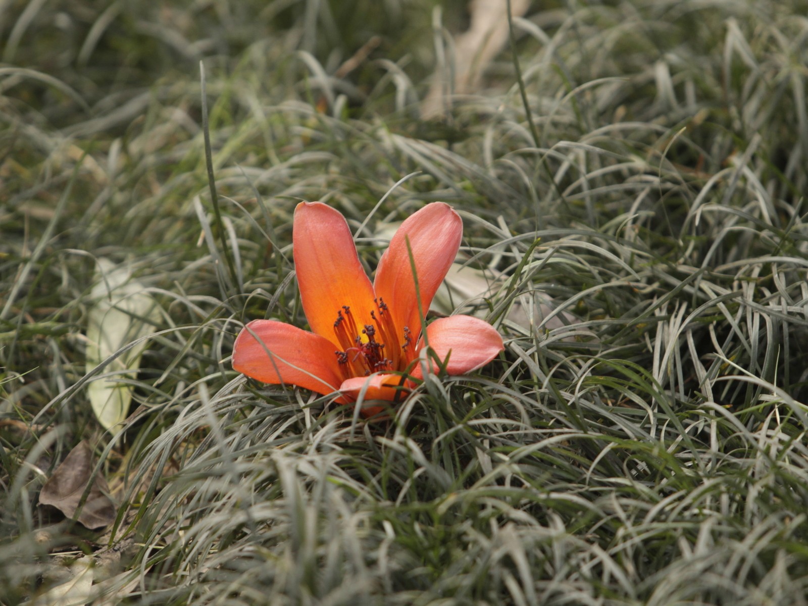 Top 55+ hình ảnh hoa gạo đẹp nhất mang nhiều ý nghĩa - [Kích thước hình ảnh: 1600x1200 px]