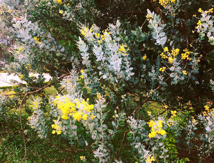 Tổng hợp hình ảnh hoa Mimosa đẹp nhất - [Kích thước hình ảnh: 699x533 px]