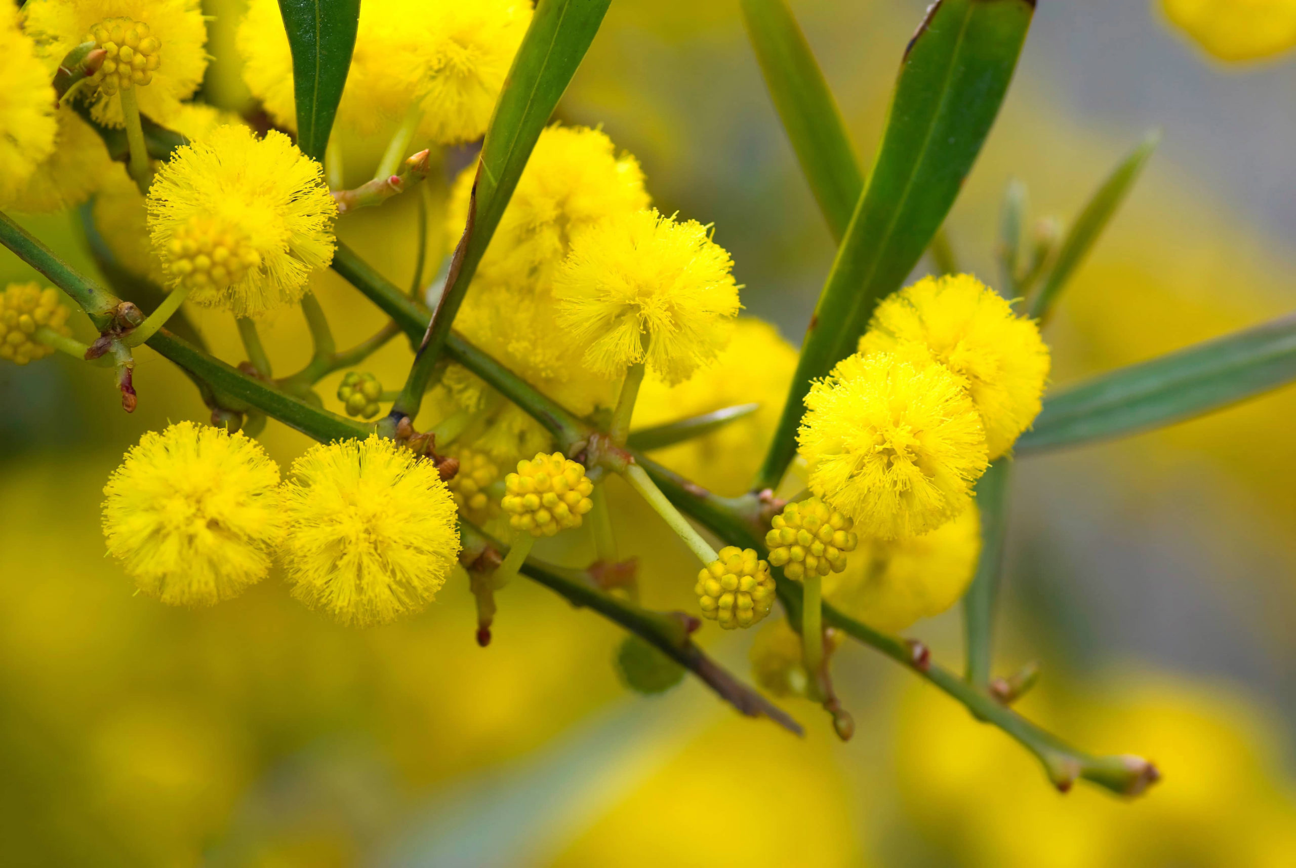 Tổng hợp hình ảnh hoa Mimosa đẹp nhất - [Kích thước hình ảnh: 2560x1714 px]