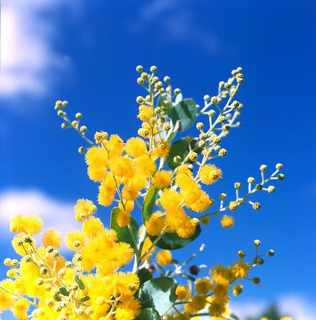 Tổng hợp hình ảnh hoa Mimosa đẹp nhất - [Kích thước hình ảnh: 615x624 px]